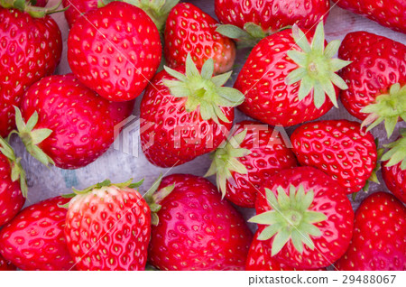 草莓豐收 29488067