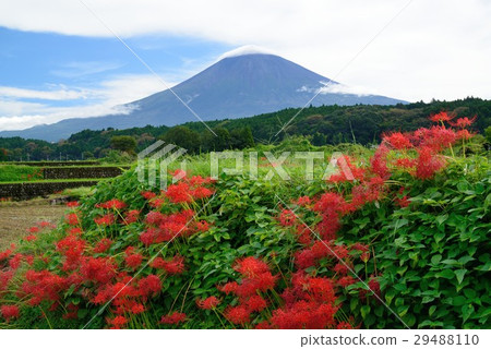 Fuji and Higambana 29488110