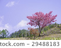  Cherry blossoms and blue sky 29488183