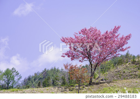 Cherry blossoms and blue sky Cherry blossoms and blue sky 29488183