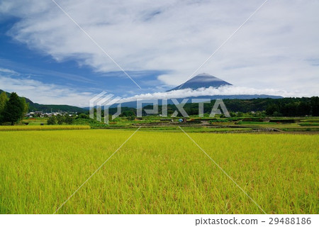 大米和富士山 29488186