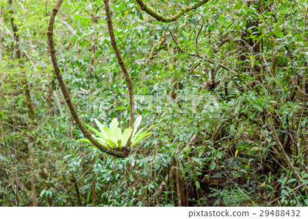 Birds Nest Fern (Scientific Name:Asplenium Nidus)  29488432
