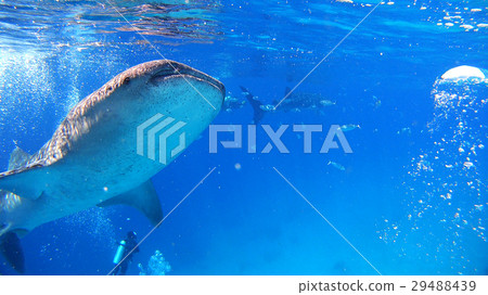 鯨鯊海自然野生水下照片 鯨鯊海自然野生水下照片 29488439