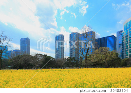 Rape flower field of Hamarikyū Imperial garden 29488504