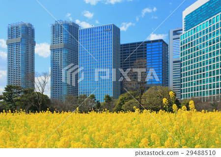 強姦Hamarikyū皇家庭院的花田 29488510