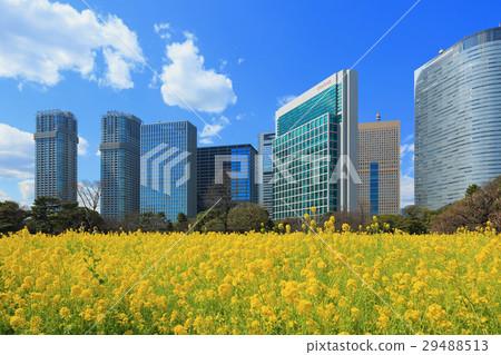 強姦Hamarikyū皇家庭院的花田 29488513