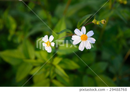 Daisy white flower on warm light and vintage style Daisy white flower on warm light and vintage style 29488768