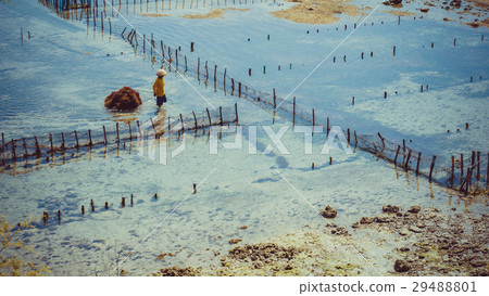 People collect seaweed plantations algal - Nusa 29488801