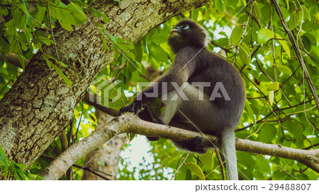 Dusky leaf monkey, Langur in forest 29488807