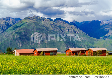 View of mountain and the field of yellow flower 29488843