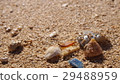 貝殼和沙灘 29488959