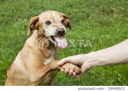 Unfriendly hand and paw shake. Unfriendly hand and paw shake. 29490022