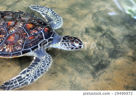 Turtle Turtle 29490972
