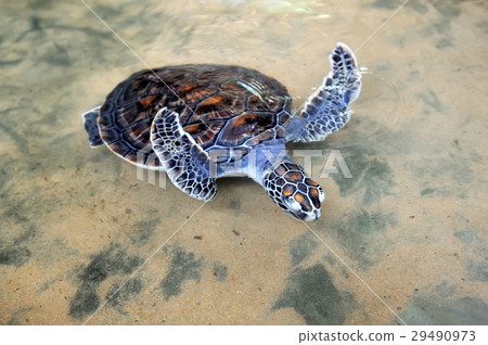 Turtle Turtle 29490973