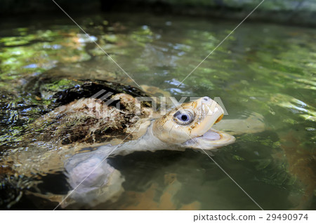 Turtle Turtle 29490974