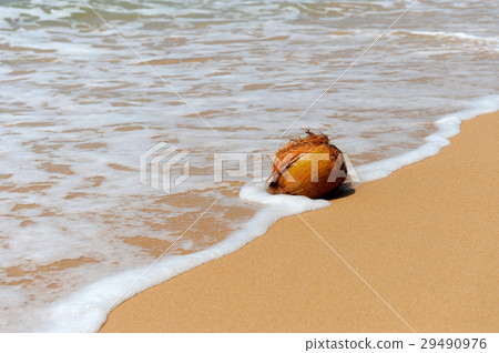Coconut on tropical beach Coconut on tropical beach 29490976