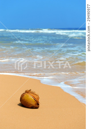 Coconut on tropical beach Coconut on tropical beach 29490977