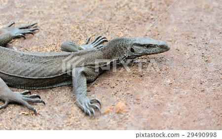 Monitor Lizard 29490998