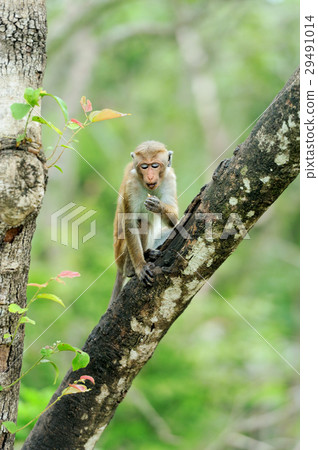 Monkey in the living nature Monkey in the living nature 29491014