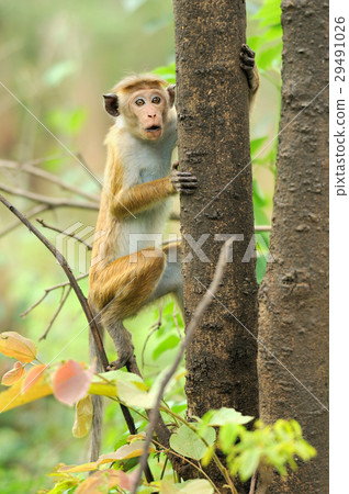 Monkey in the living nature Monkey in the living nature 29491026