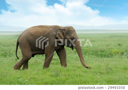 Elephants Elephants 29491038
