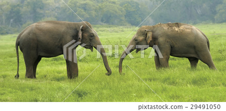 Elephants Elephants 29491050