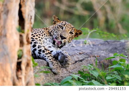 Leopard Leopard 29491153