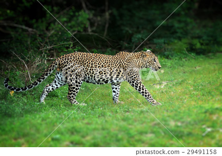Leopard 29491158