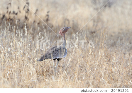Kori Bustard 29491291