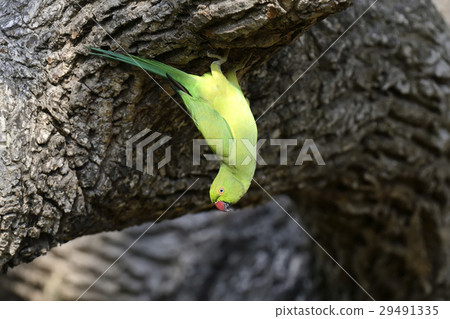Rose-ringed Parakeet 29491335