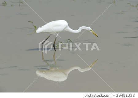 White egret White egret 29491338
