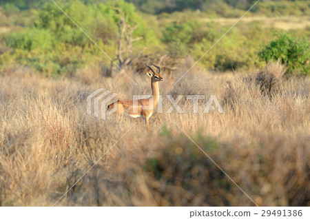 Gerenuk 29491386