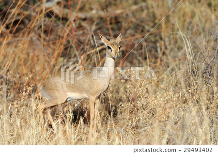 Dik-dik 29491402