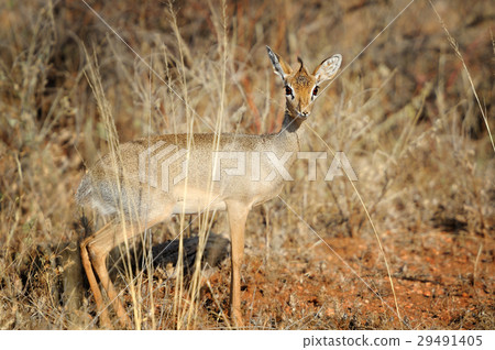 Dik-dik Dik-dik 29491405