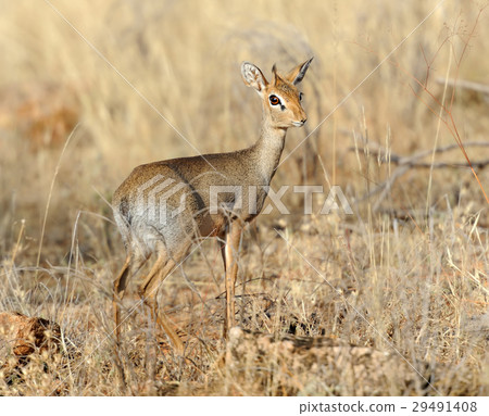 Dik-dik 29491408