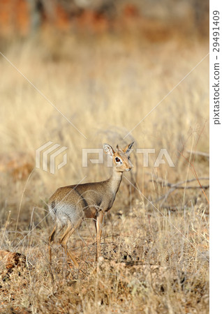 Dik-dik Dik-dik 29491409