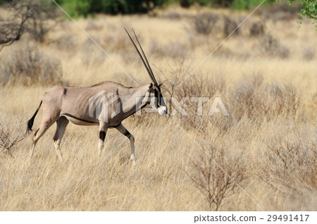 Gemsbok 29491417