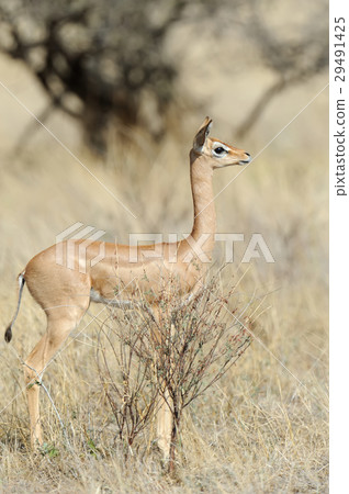 Gerenuk 29491425