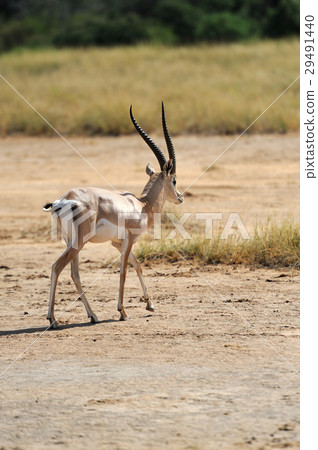 Thomson's gazelle 29491440