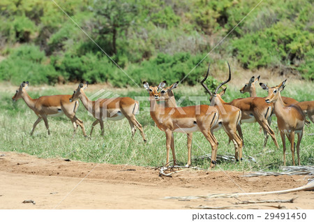 Impala Impala 29491450