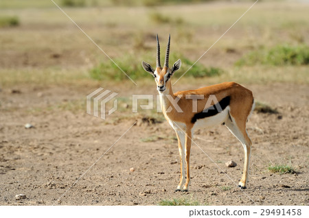 Thomson's gazelle Thomson's gazelle 29491458