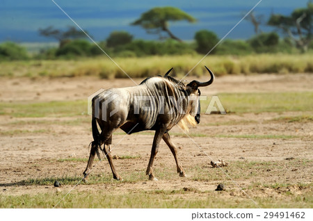Wildebeest 29491462