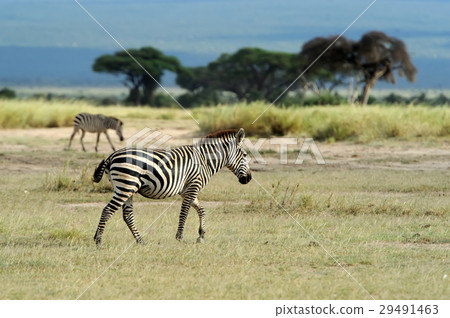 Zebra 29491463