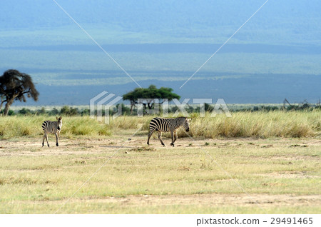Zebra 29491465