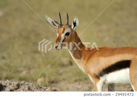 Thomson's gazelle 29491472