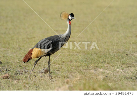 Crowned crane Crowned crane 29491473