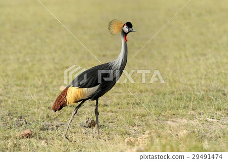 Crowned crane 29491474
