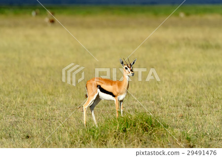 Thomson's gazelle 29491476