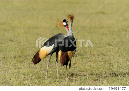 Grey crowned crane Grey crowned crane 29491477