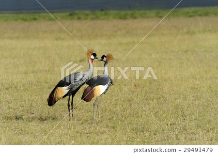 Crowned crane 29491479